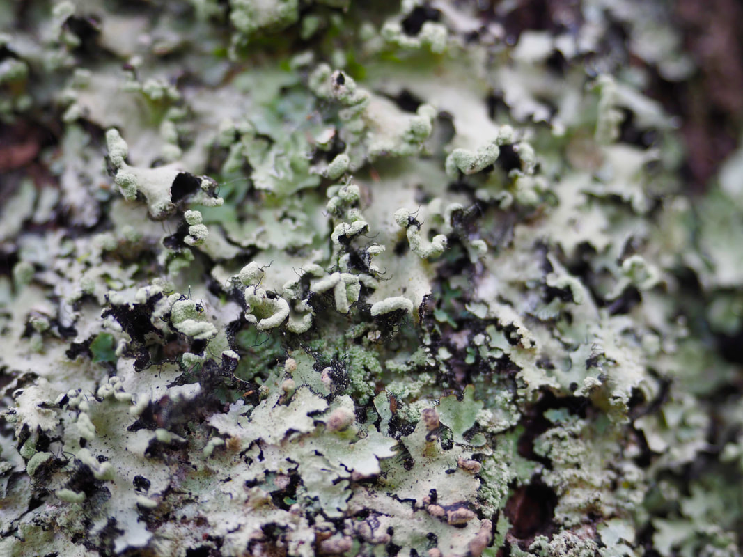 Lichen's growing in Victoria, Australia