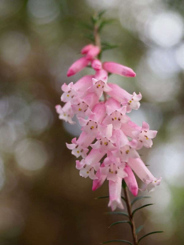 Pink Wild flowers, Baldry's Crossing Circuit Walk, Main Ridge, Mornington Peninsula, Victoria, Australia