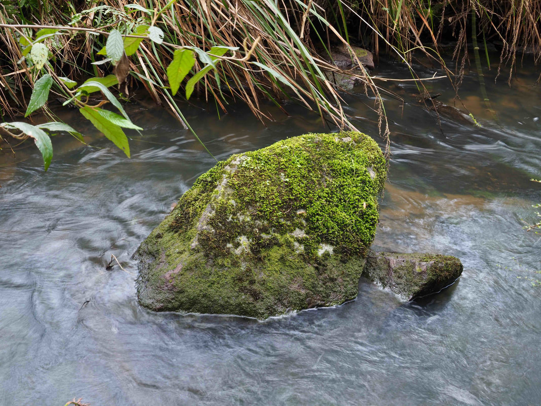  Moss covered rock in the creek at Baldry's Crossing Circuit Walk, Main Ridge, Mornington Peninsula, Victoria, Australia