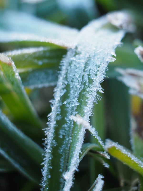 The morning frost. Tiny icicles on the lawn and plants. Close up / macro.