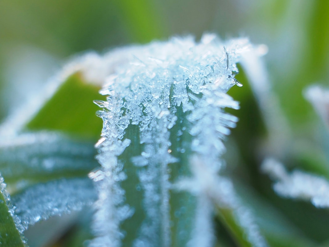 The morning frost. Tiny icicles on the lawn and plants. Close up / macro.