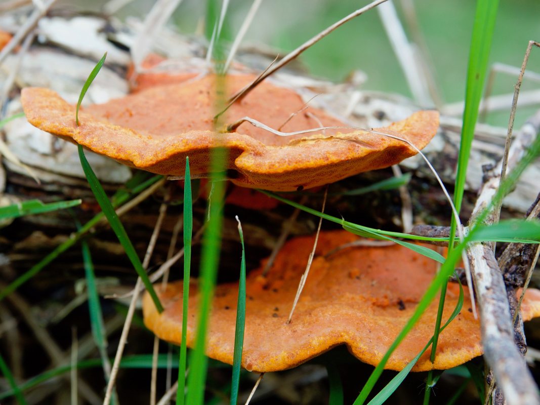 Trametes coccinea, bright orange bracket  fungi, growing on the Mornington Peninsula, Australia