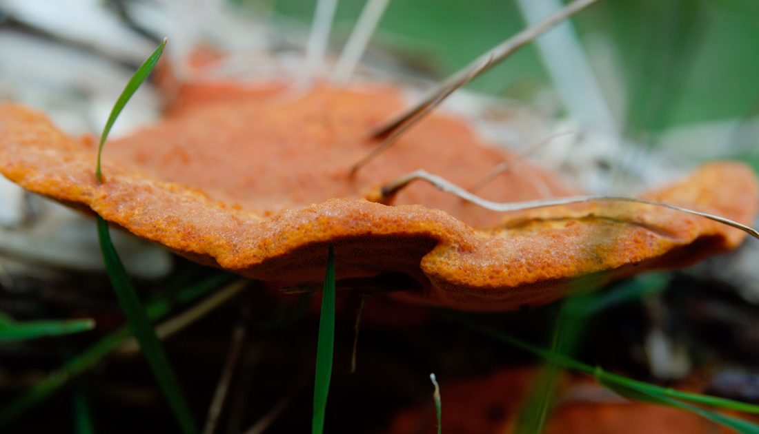 Trametes coccinea, bright orange bracket  fungi, growing on the Mornington Peninsula, Australia
