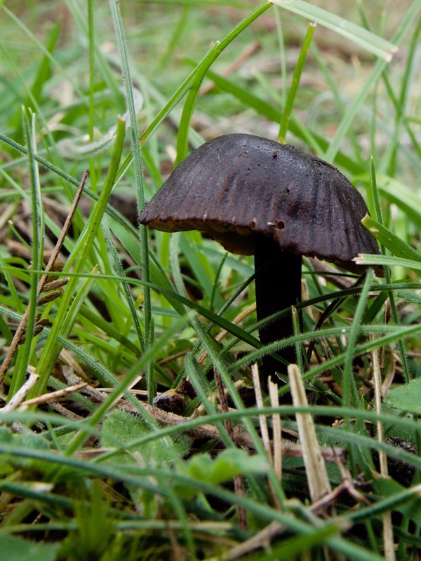 Dark brown fungi, growing on the Mornington Peninsula, Australia