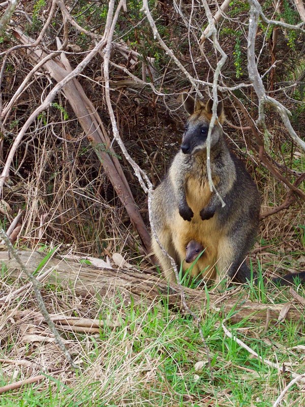 Wallaby with Joey in her pouch, The Briars, Victoria, Australia