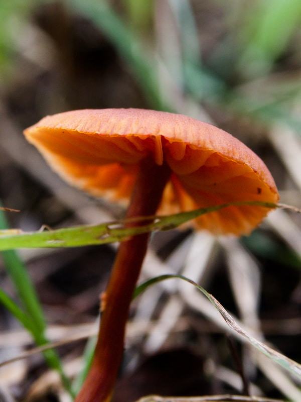 Orange fungi, growing on the Mornington Peninsula, Australia