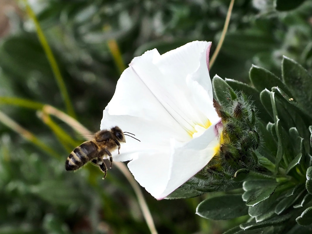 Honey Bee, Collecting nectar in the garden from flowers, Victoria, Australia
