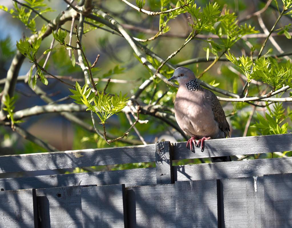 Spotted Dove, Victoria, Australia