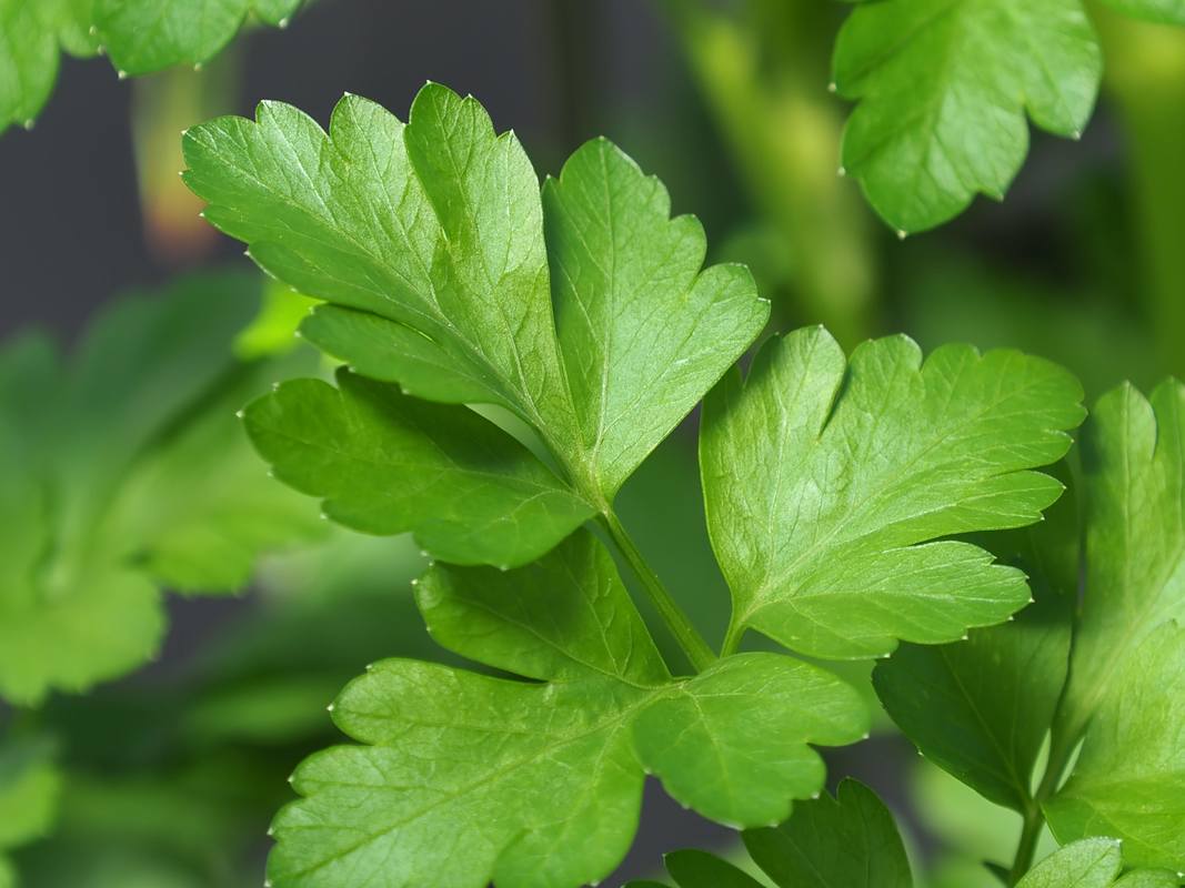 Italian (flat leaf) Parsley, Garden Herb