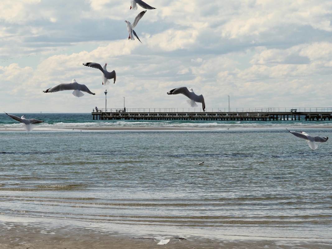 Seagulls, Victoria, Australia. Ocean, beach.