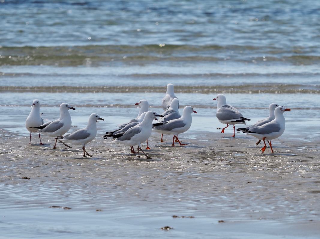 Seagulls on the beach. Victoria, Australia. 