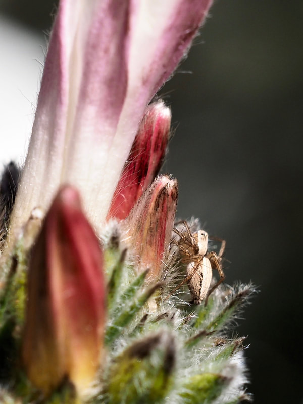 Spider on a White Convolvulus flower bud. Victoria, Australia