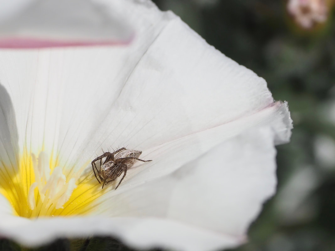 Spider on a White Convolvulus flower. Victoria, Australia