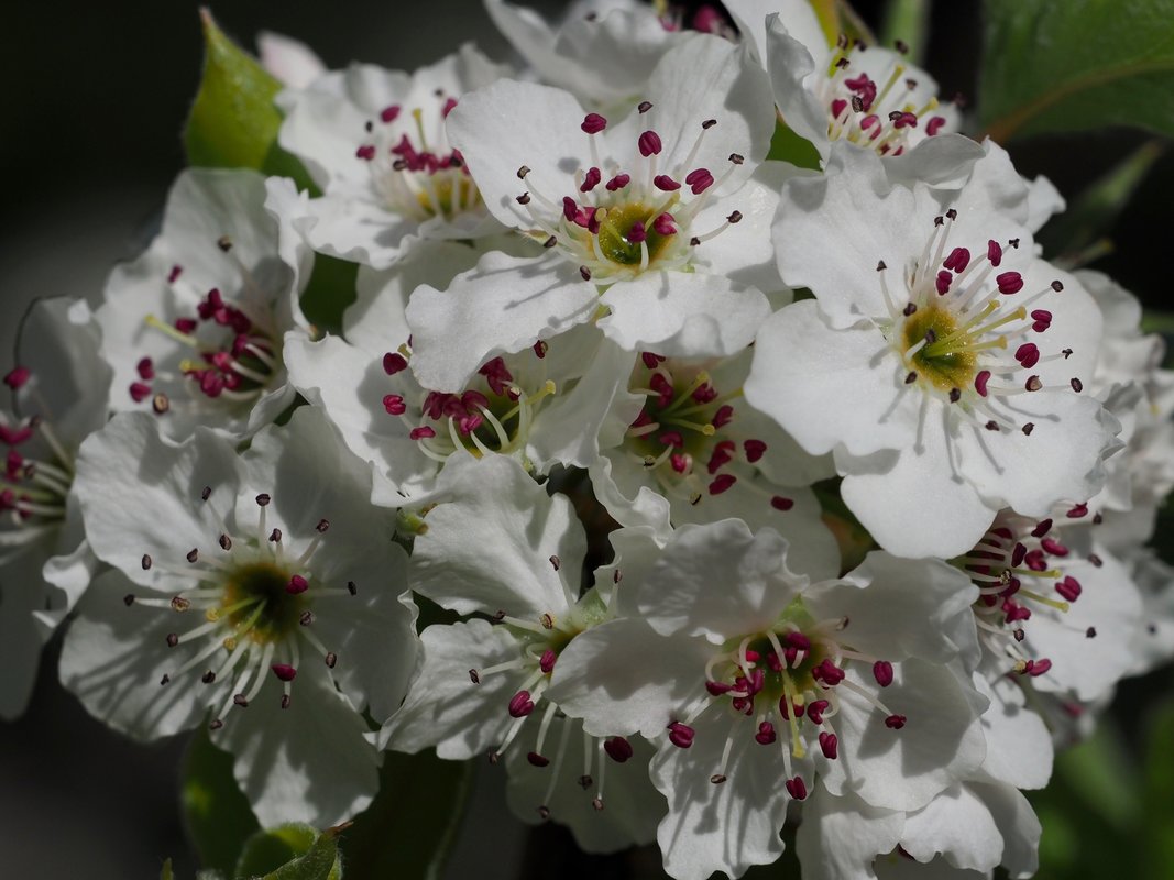White spring Fruit Tree Flowers, Victoria, Australia