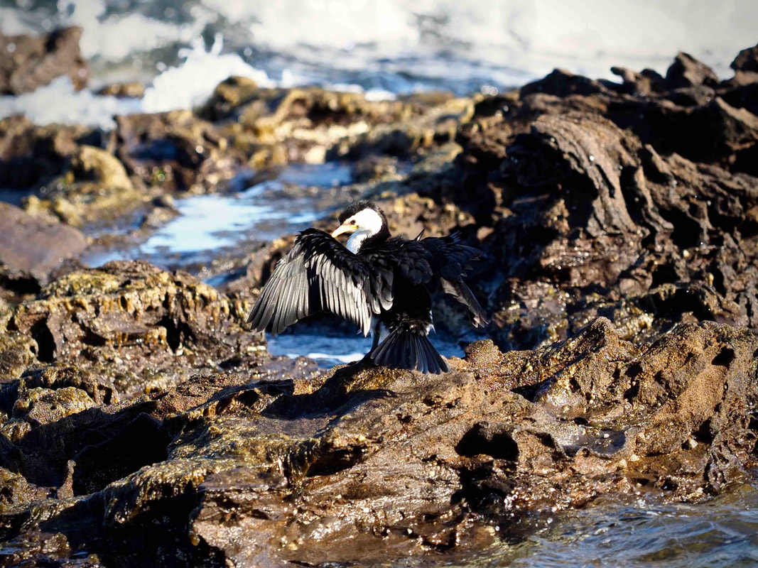 Cormorant, Victoria, Australia. Ocean birds.