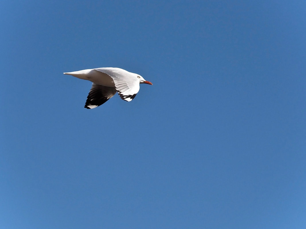 Seagull, flying, Victoria, Australia