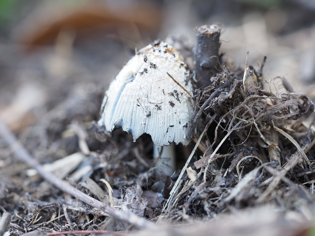 White fungus emerging from under the ground cover.