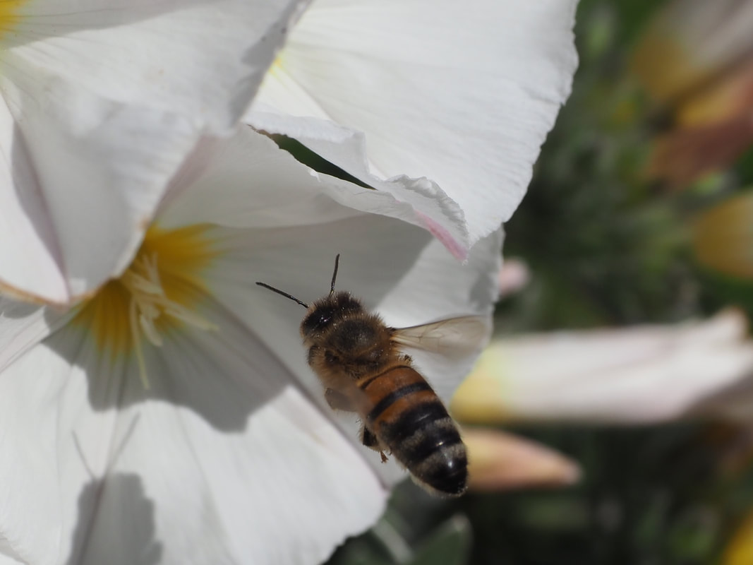 Honey Bee, Collecting nectar in the garden from flowers, Victoria, Australia