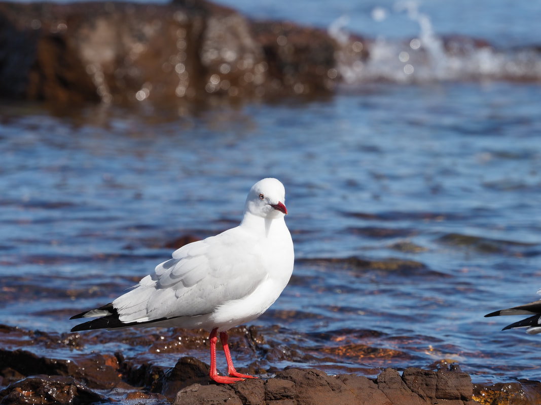Seagull (Silver Gull), Victoria, Australia