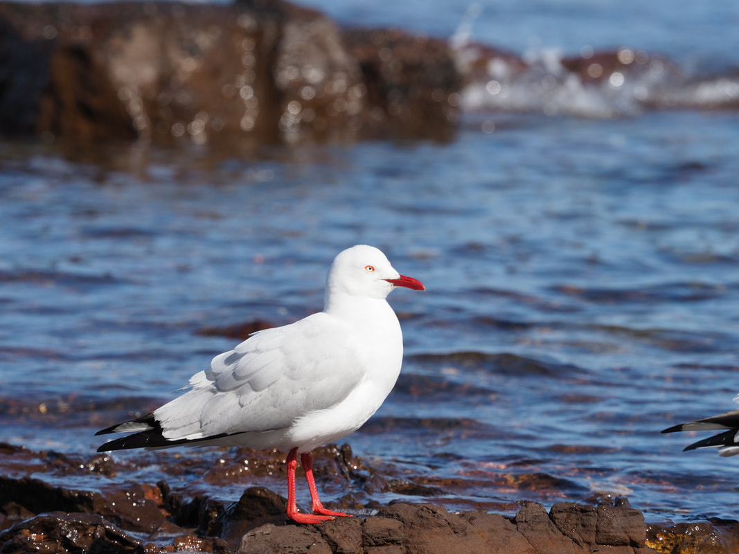 Seagull, (Silver Gull) Victoria, Australia