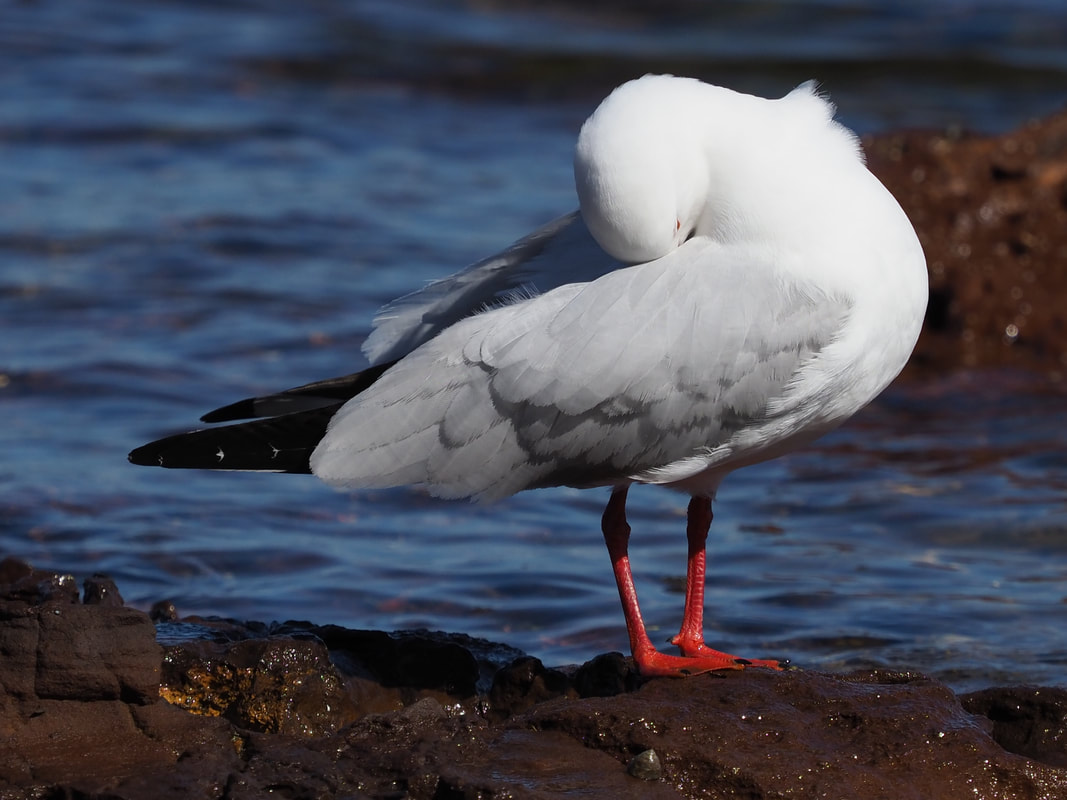 Silver gull (Sea Gull), Victoria, Australia