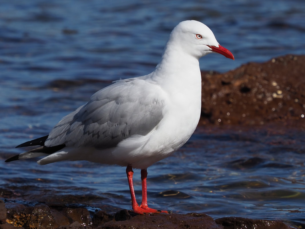 Silver gull (Sea Gull), Victoria, Australia
