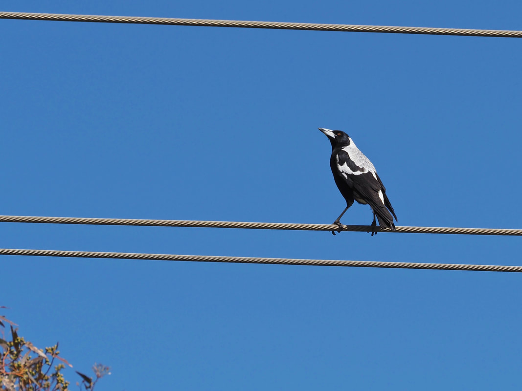 Australian magpie resting of an electricity wire. Victoria, Australia.