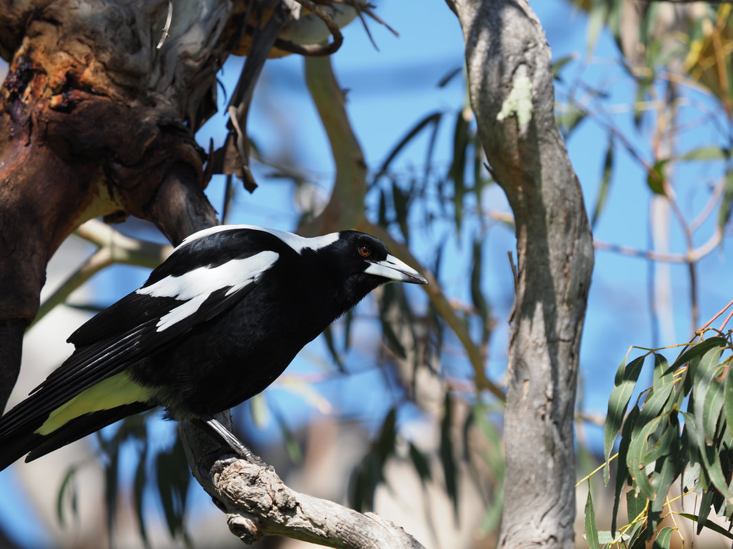 Magpie in a eucalyptus tree. Victoria, Australia.