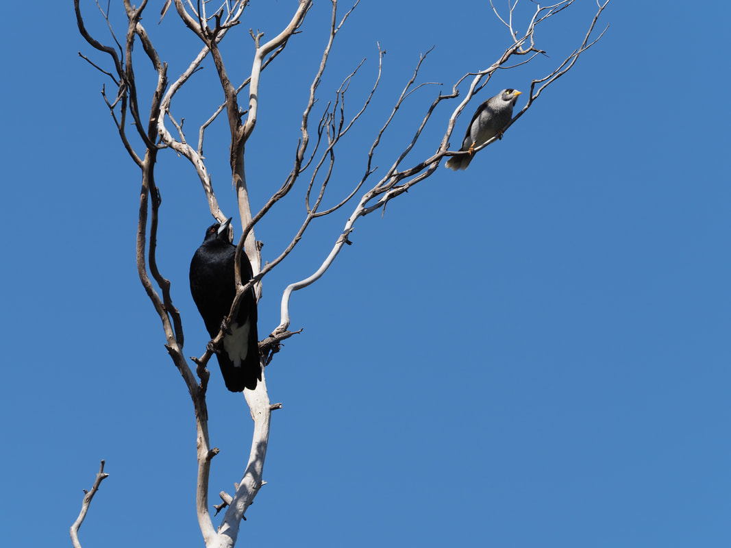 Magpie and Noisy Myna Bird in a dead tree. Victoria, Australia.
