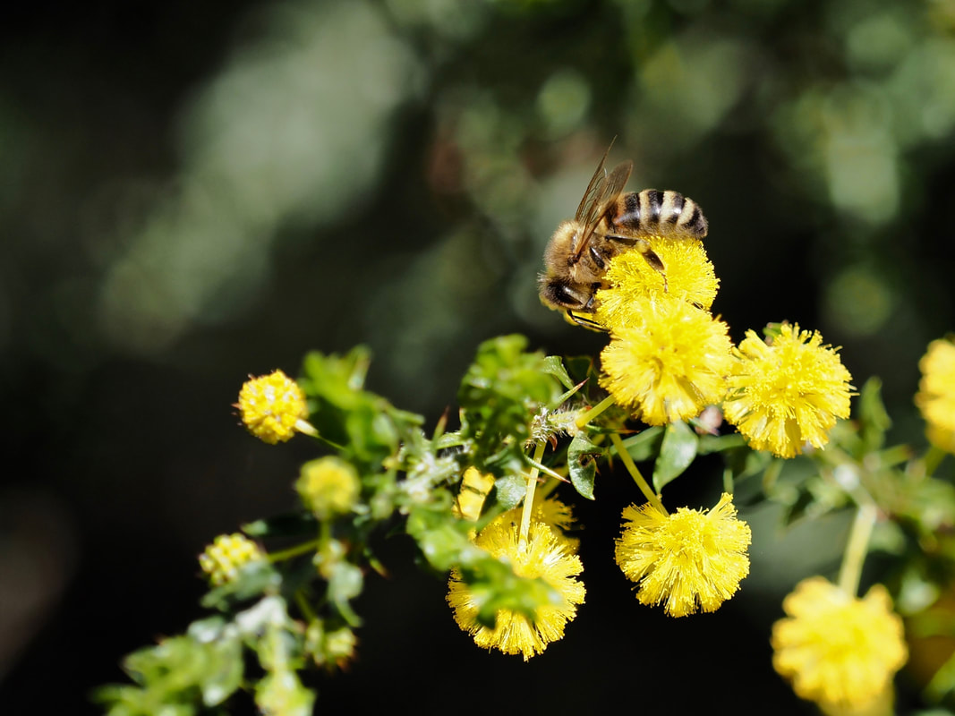 Bee collecting nectar on a wattle  flower. Mount Eliza, Australia.