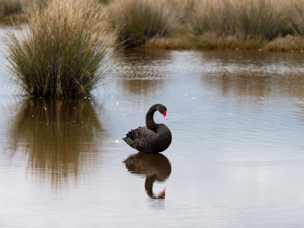 Black Swan, Victoria, Australia