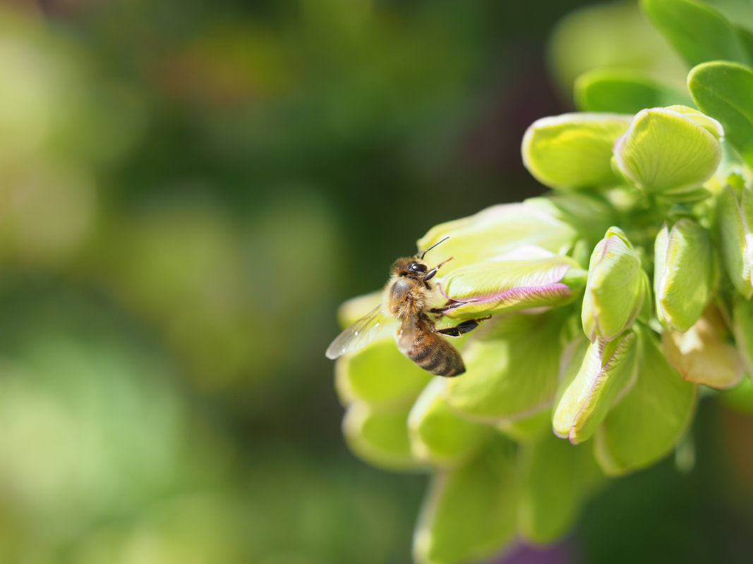 Bee on a Polygala flower. Melbourne, Australia.