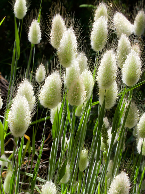 Grass Seed Heads, Victoria, Australia