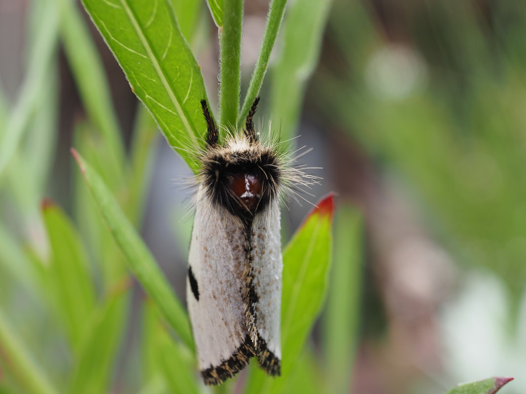 Moth, Victoria, Australia