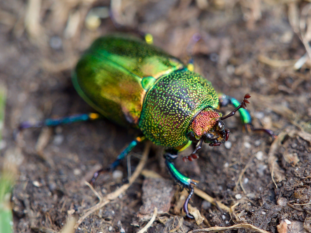 A Golden Stag Beetle (Lamprima aurata). A native Australian beetle photographed in nature in Meeniyan, Australia.