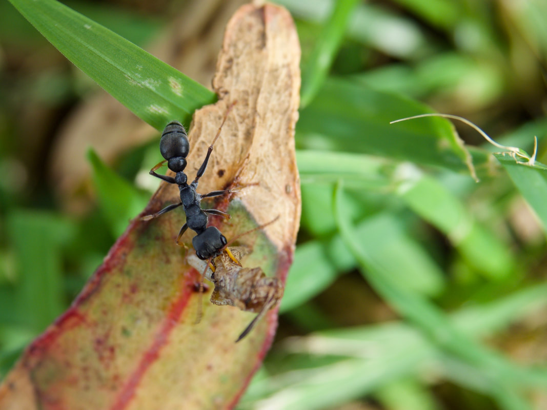 Large Black Ant. Victoria, Australia.