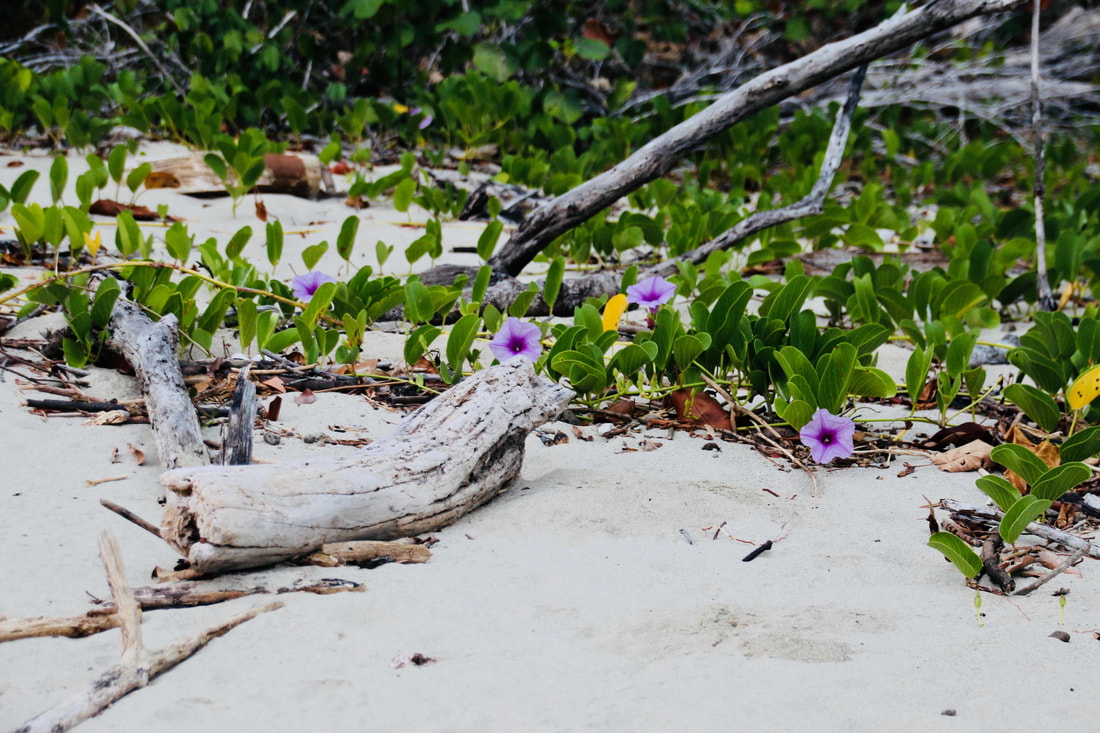 Drift wood and flowers on the beach, Four Mile Beach, Port Douglas, Queensland, Australia