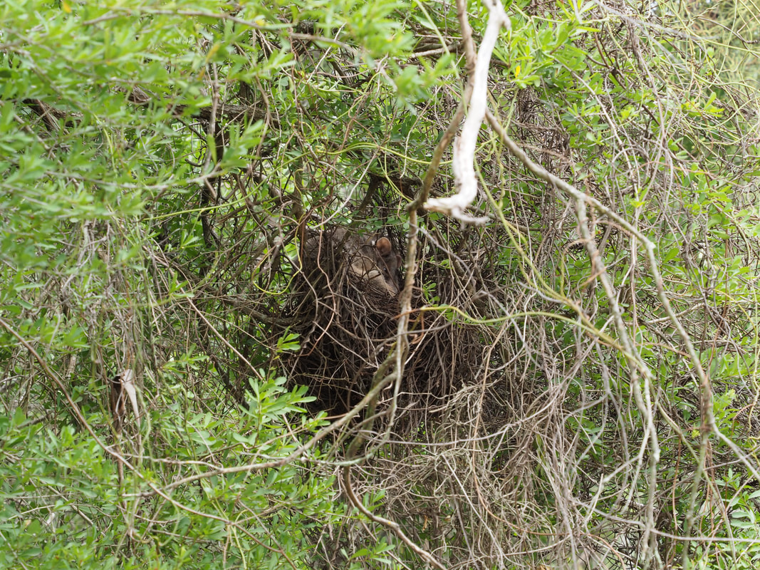 Ringtail Possum in it's drey (nest). Victoria, Australia.