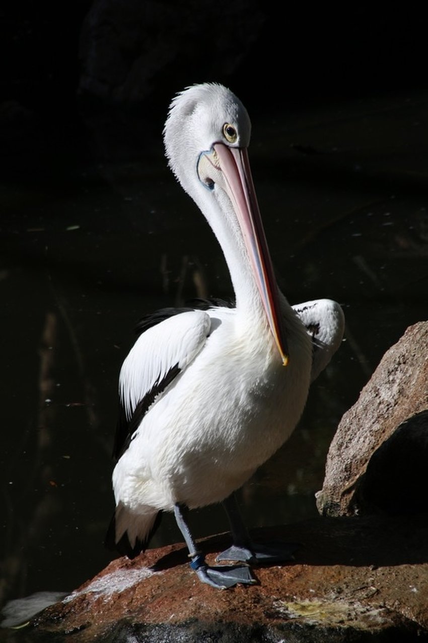 Pelican, Melbourne Zoo