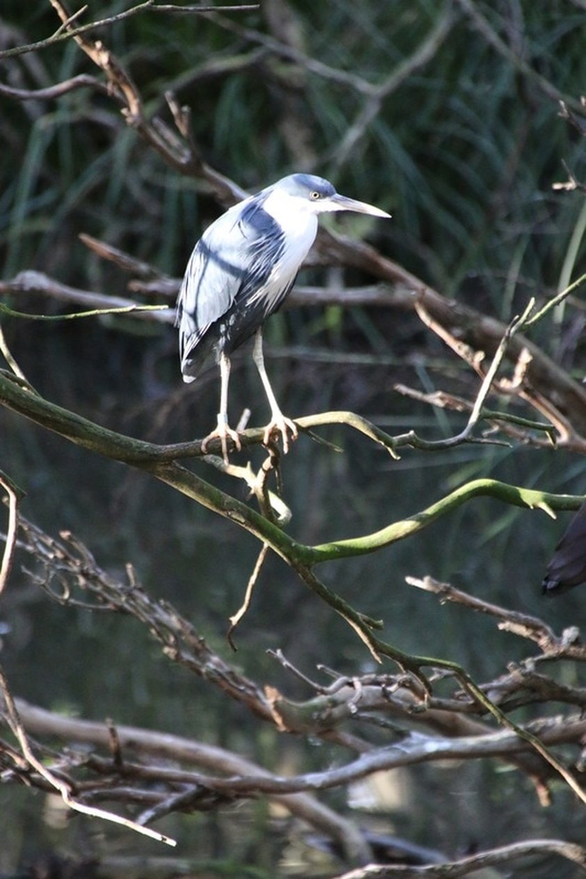 Bird, Melbourne Zoo