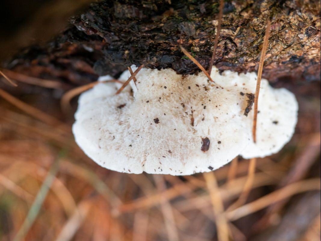 Postia aff. lactea Tyromyces lacteus sensu Cunningham. White bracket fungus / fungi. Photographed in Devilbend Reservoir, Victoria, Australia
