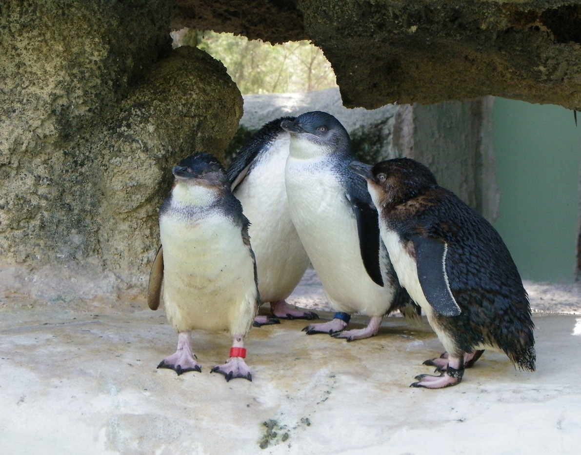 Penguins, Perth Zoo, Western Australia