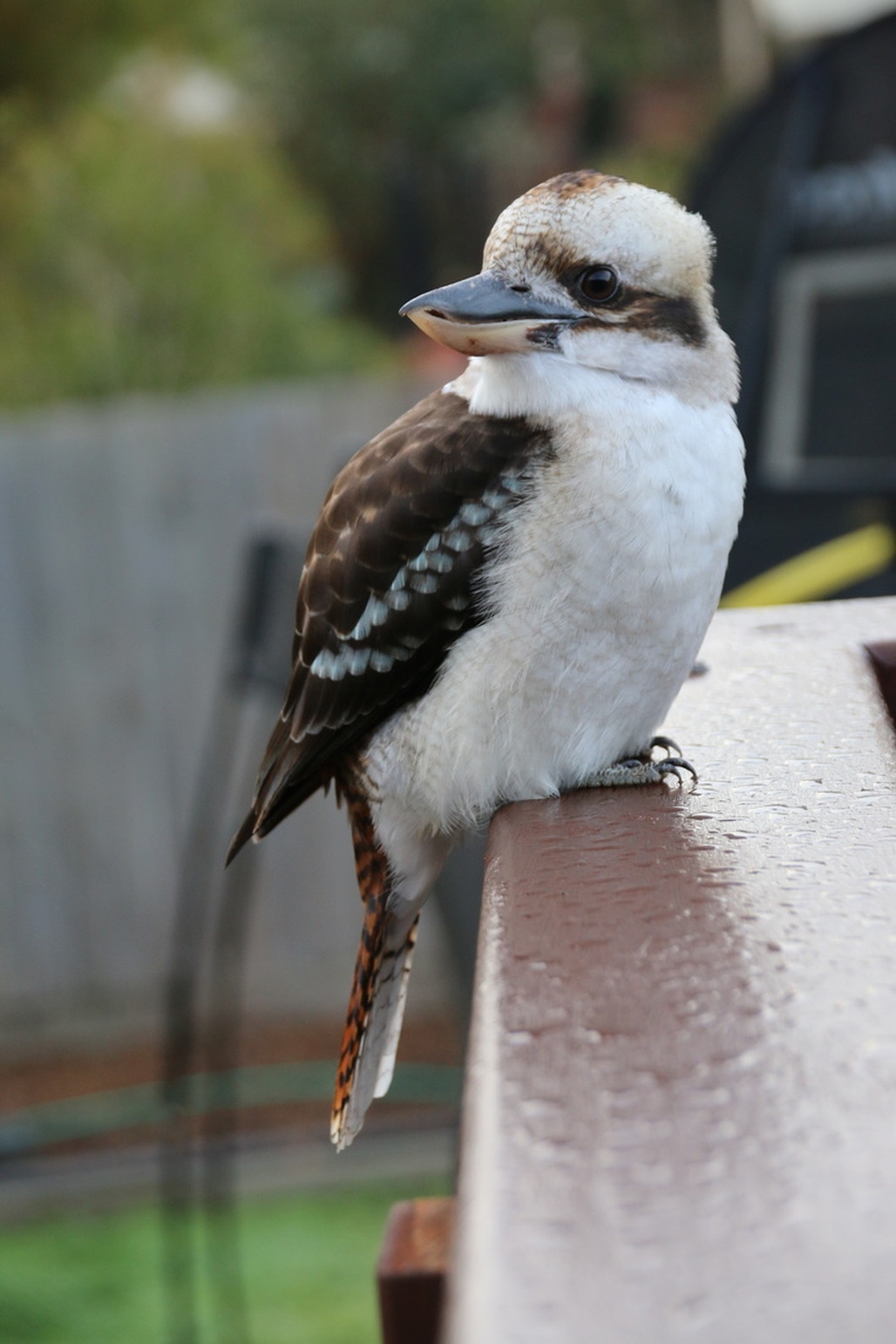 Kookaburra, Mornington Peninsula, Victoria, Australia