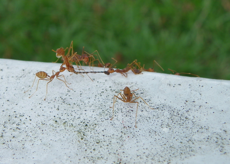 Ants, Johor, Malaysia