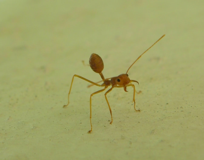 Ant, Johor, Malaysia