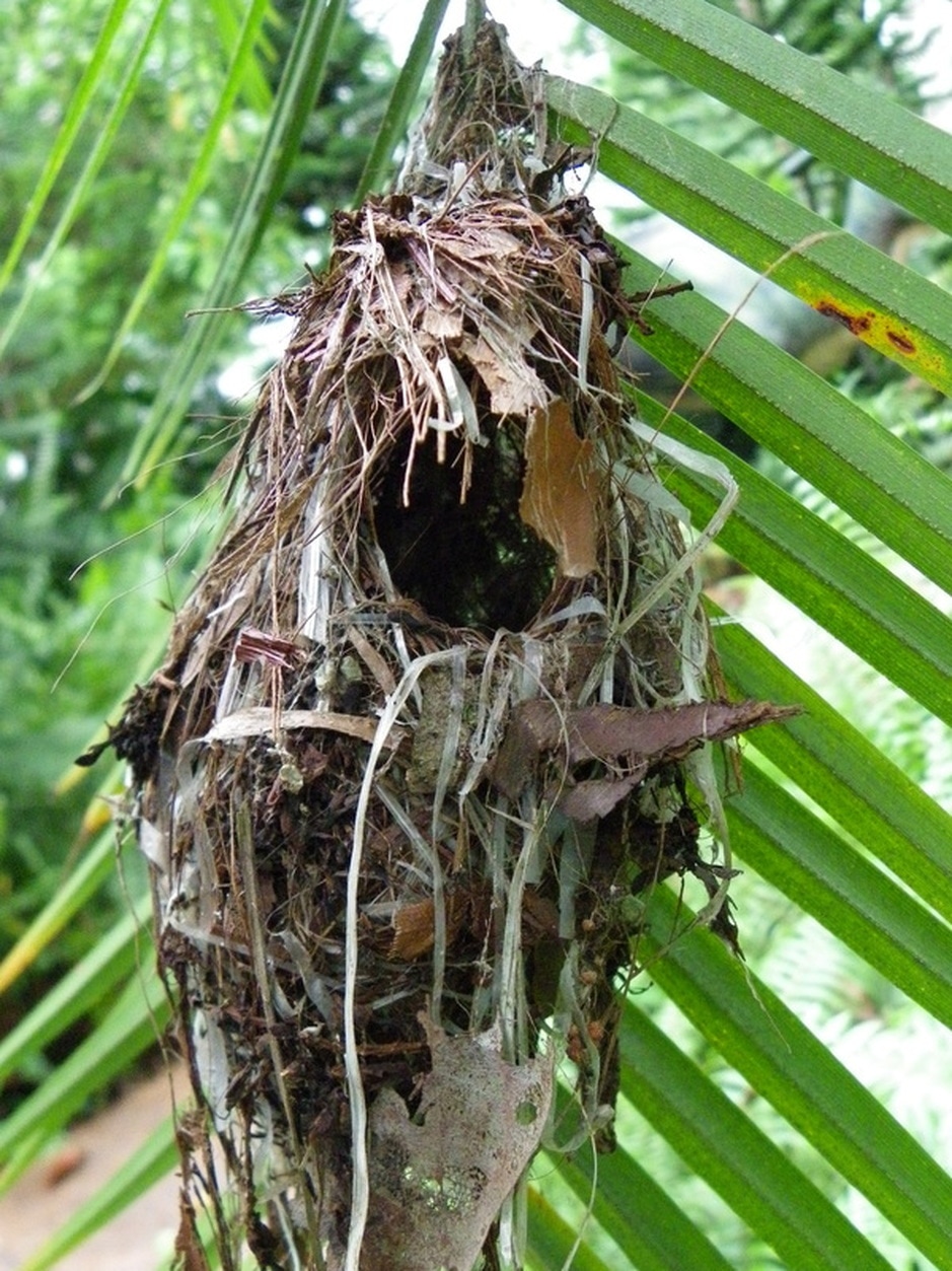 Weaver Bird nest singapore