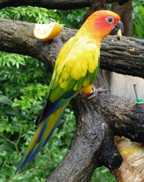 Rainbow coloured parrot singapore zoo