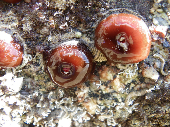 Sea Anemones, Norman Bay, Wilsons Promontory National Park, Victoria, Australia