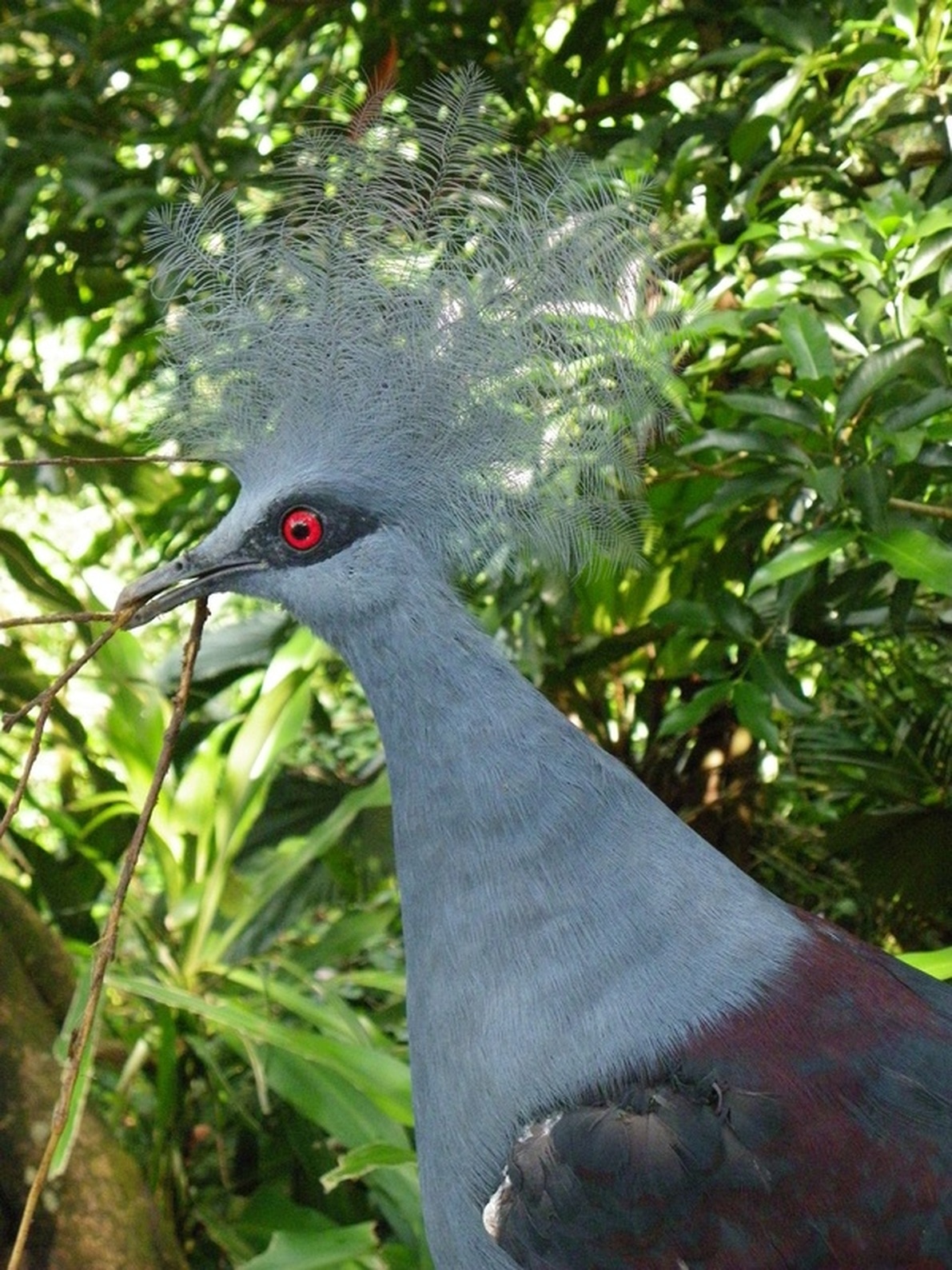 Western Crowned Pigeon, Common Crowned Pigeon or Blue Crowned Pigeon, Goura cristata, Fragile Forest, Singapore zoo