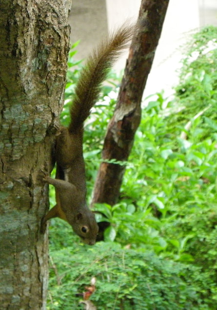 Singapore Botanical Garden Squirrel